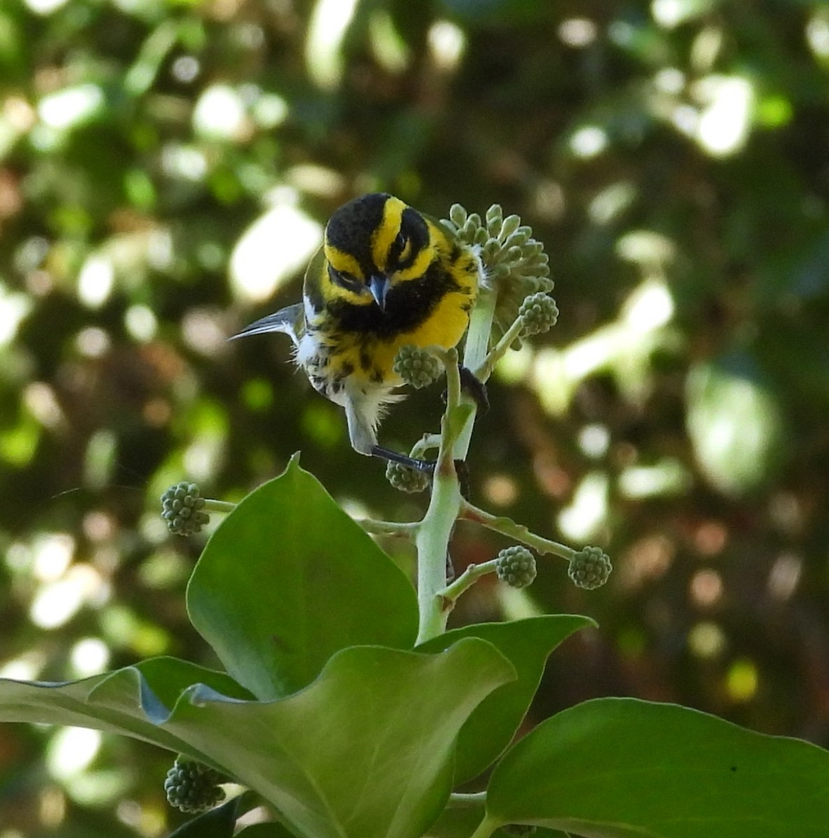 Townsend's Warbler - ML642003664
