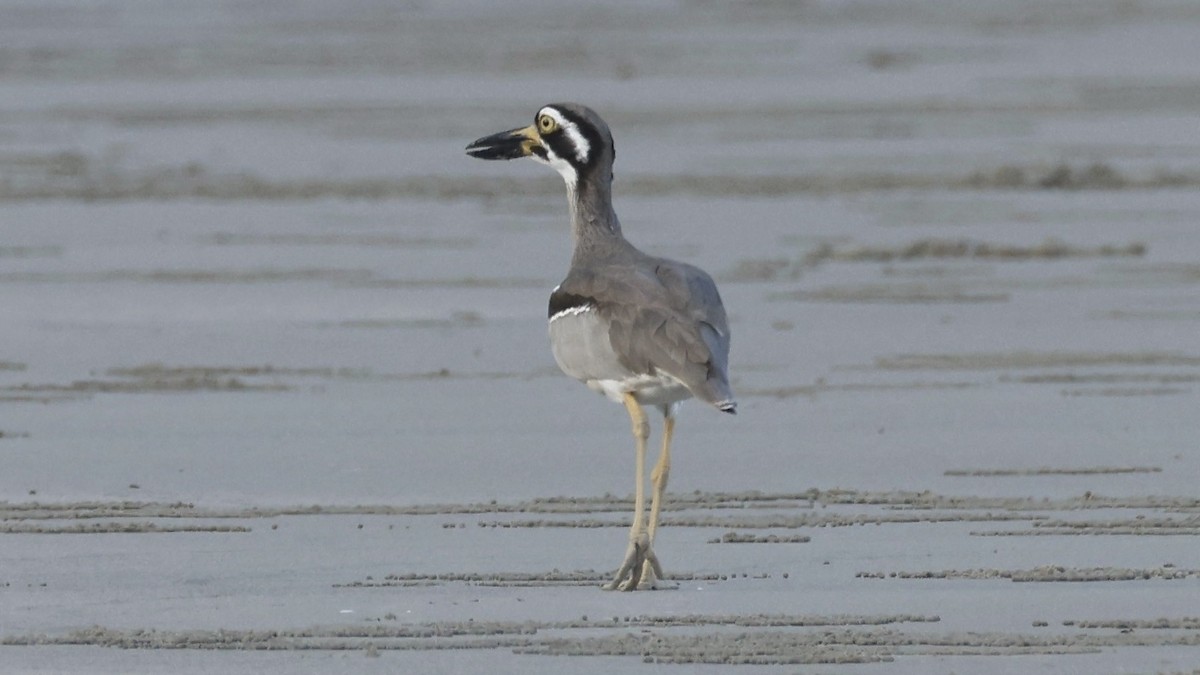 Beach Thick-knee - ML642003668