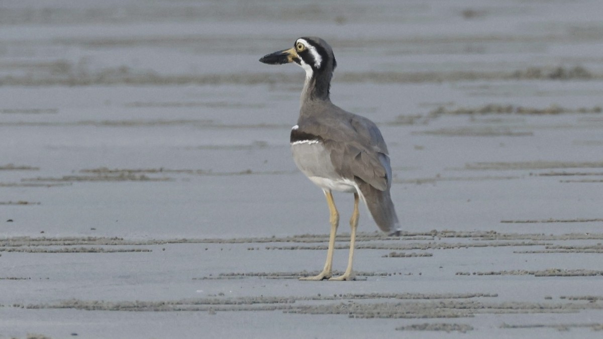 Beach Thick-knee - ML642003669