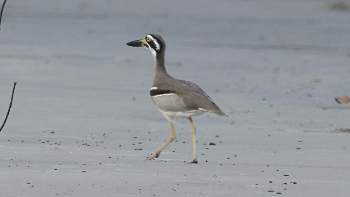 Beach Thick-knee - ML642003670