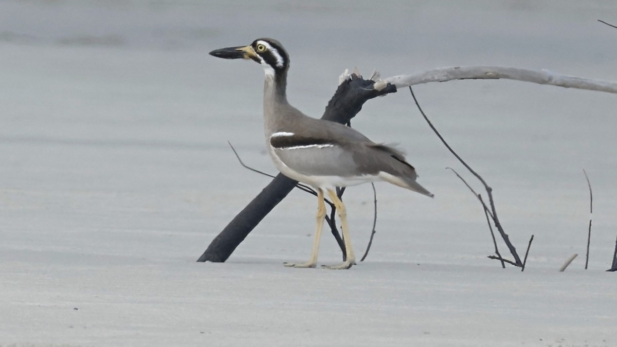 Beach Thick-knee - ML642003671