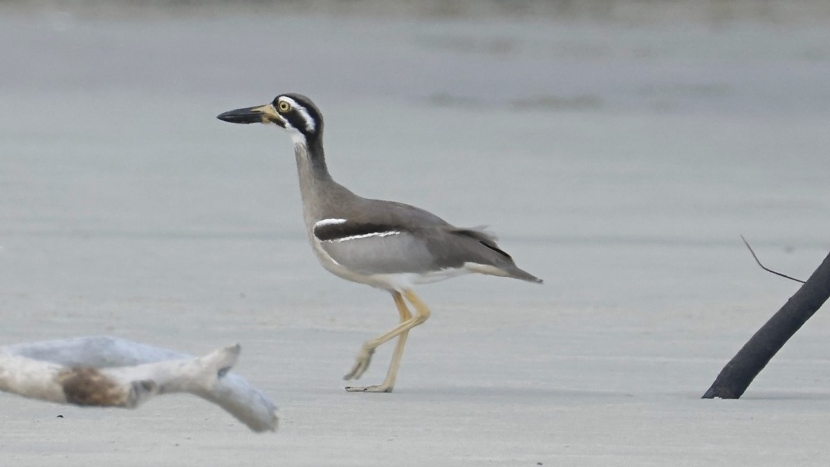 Beach Thick-knee - ML642003672