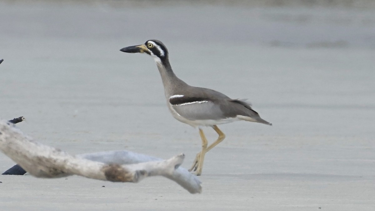 Beach Thick-knee - ML642003673