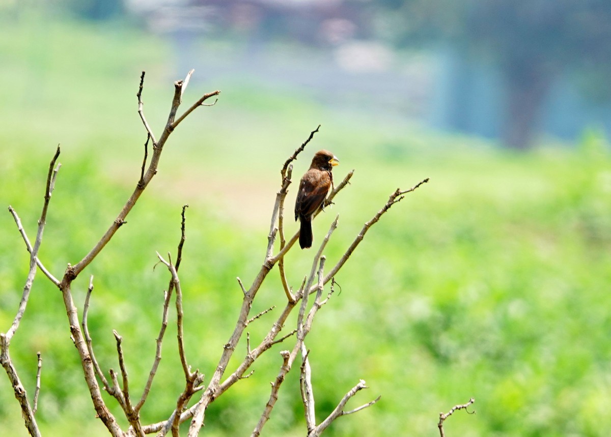 Grosbeak Weaver - ML642003676