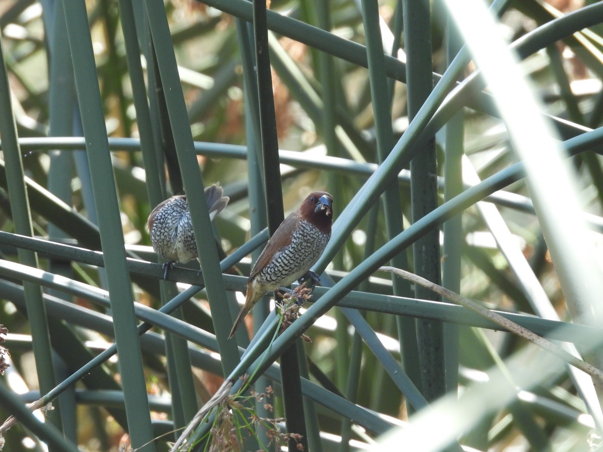 Scaly-breasted Munia - ML642003677
