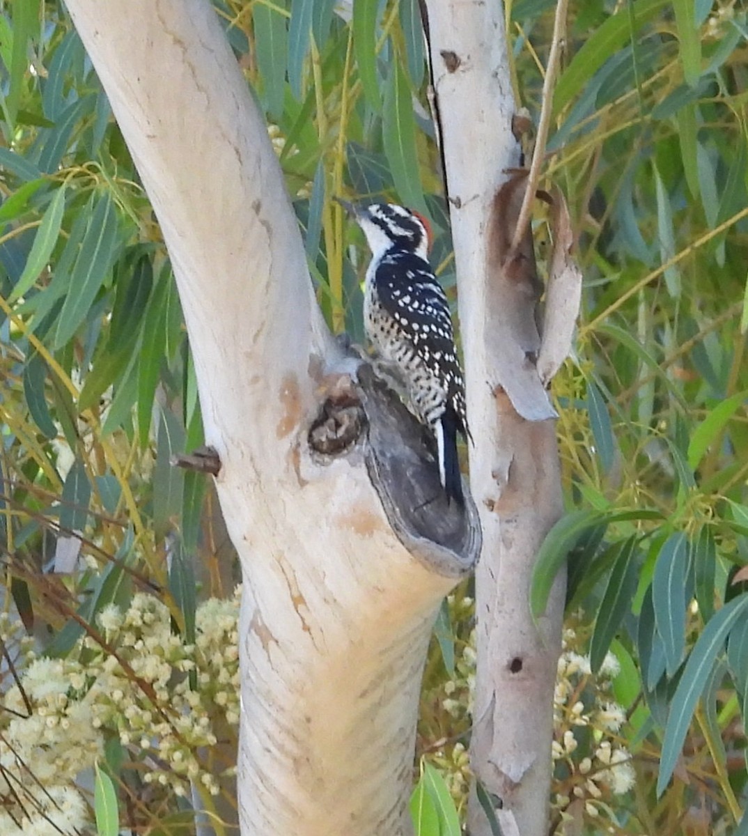 Nuttall's Woodpecker - ML642003680