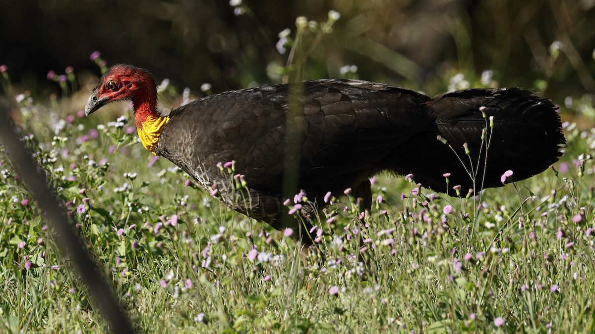 Australian Brushturkey - ML642003682
