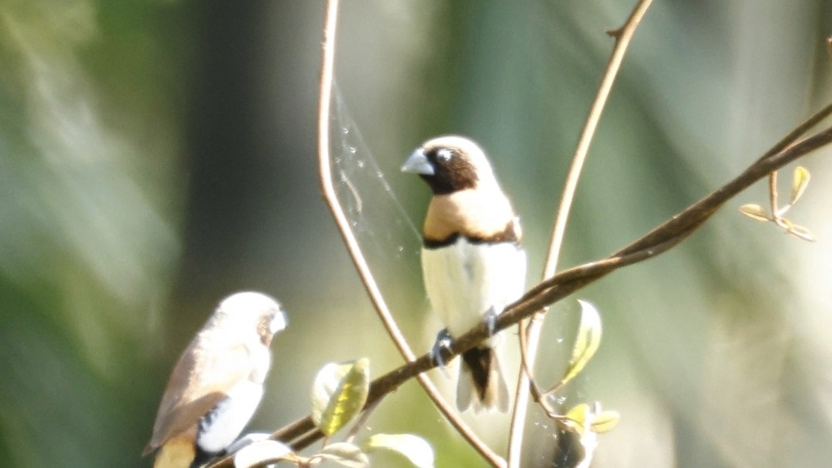 Chestnut-breasted Munia - ML642003683