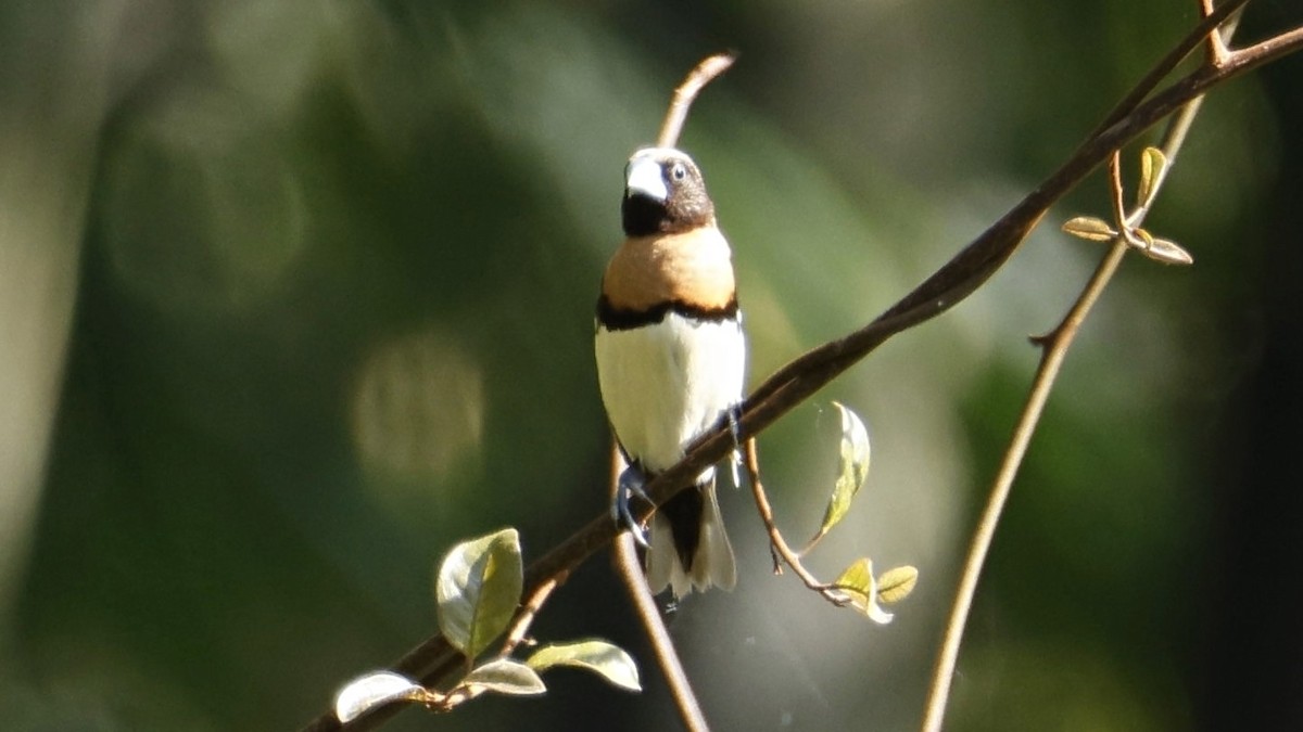 Chestnut-breasted Munia - ML642003684