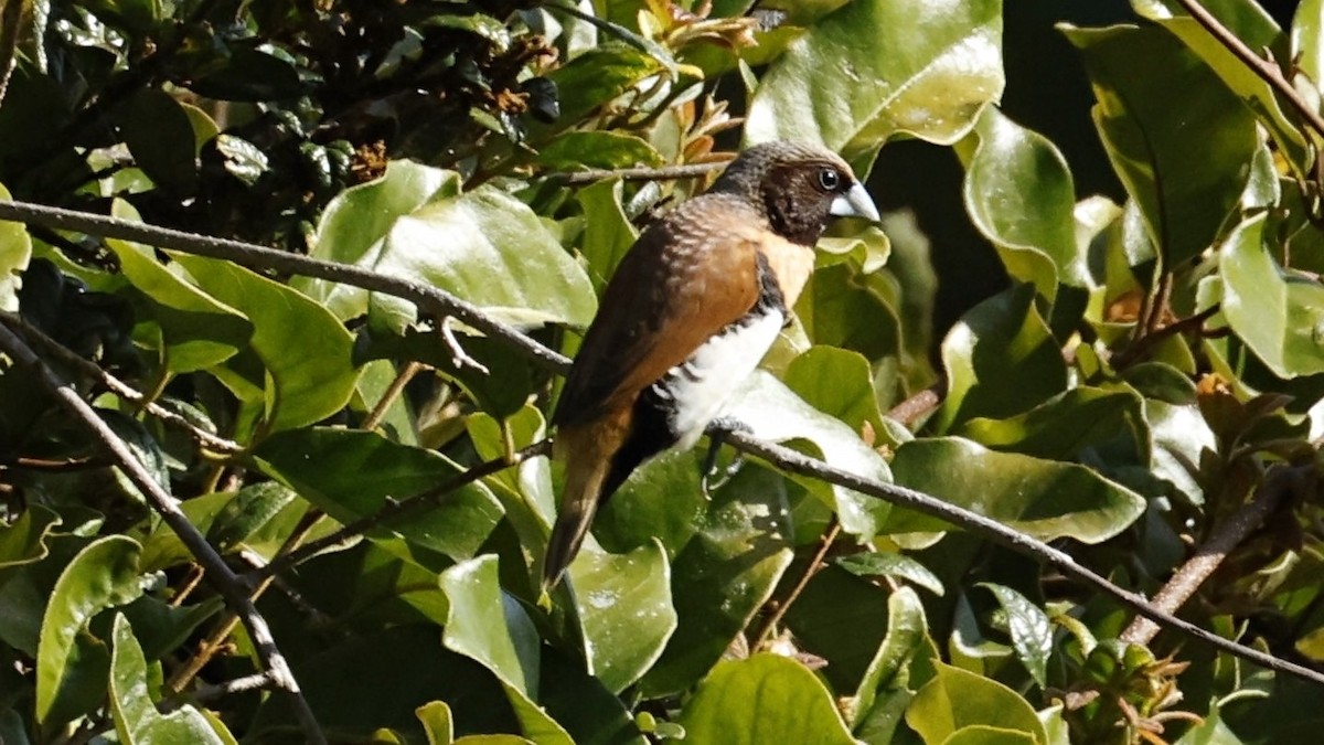 Chestnut-breasted Munia - ML642003685