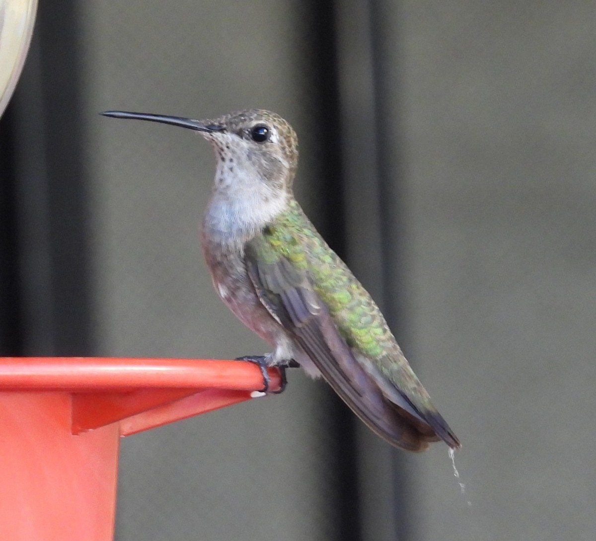 Black-chinned Hummingbird - ML642003686