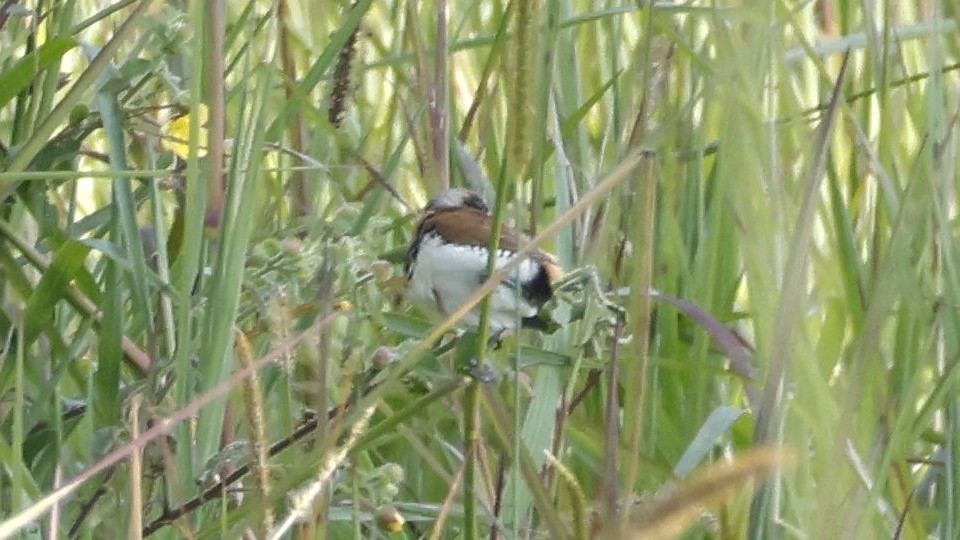 Chestnut-breasted Munia - ML642003687