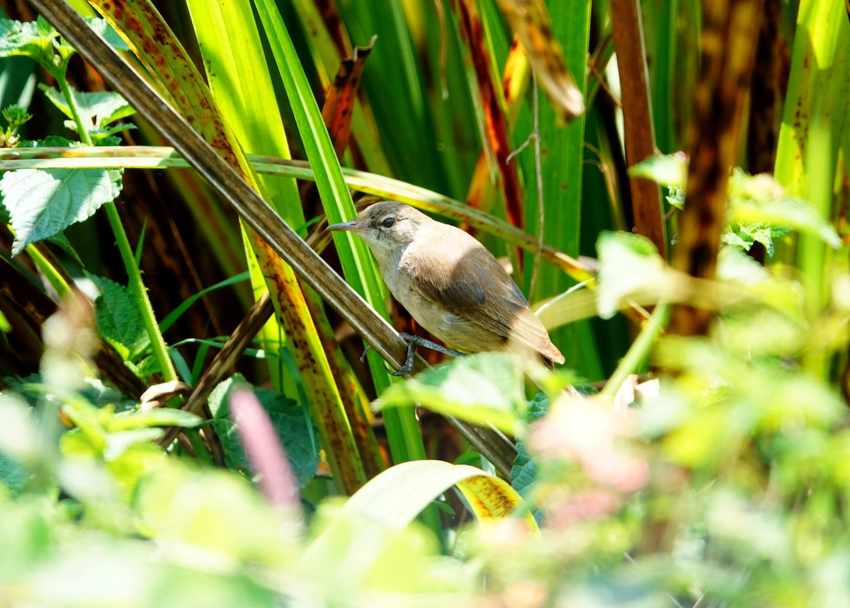Lesser Swamp Warbler - ML642003688