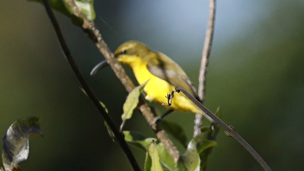 Sahul Sunbird - ML642003689