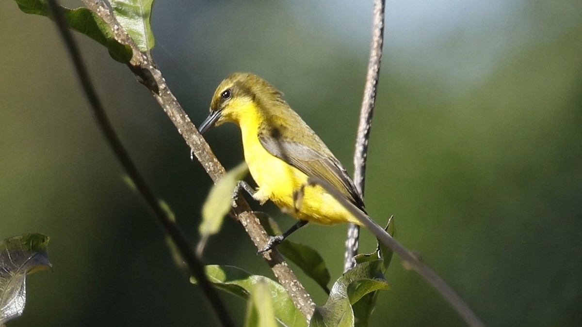 Sahul Sunbird - ML642003691