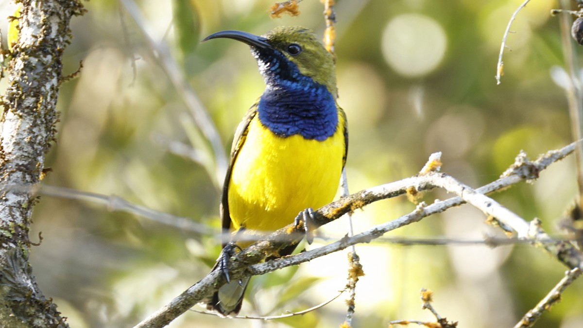 Sahul Sunbird - ML642003692