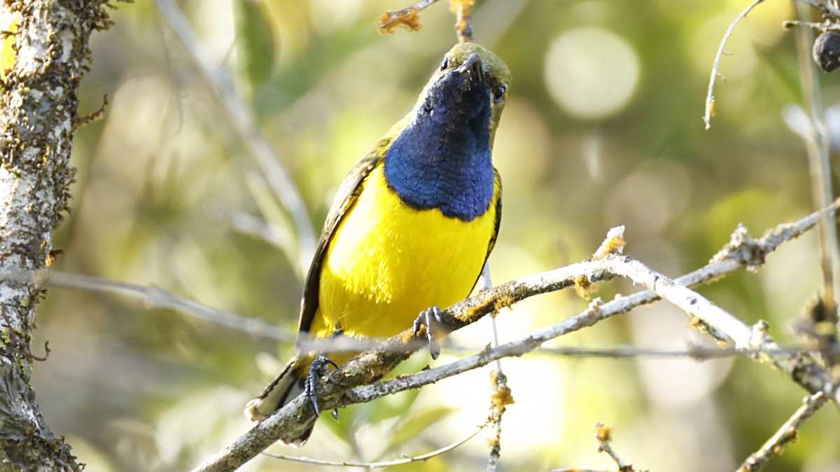 Sahul Sunbird - ML642003695