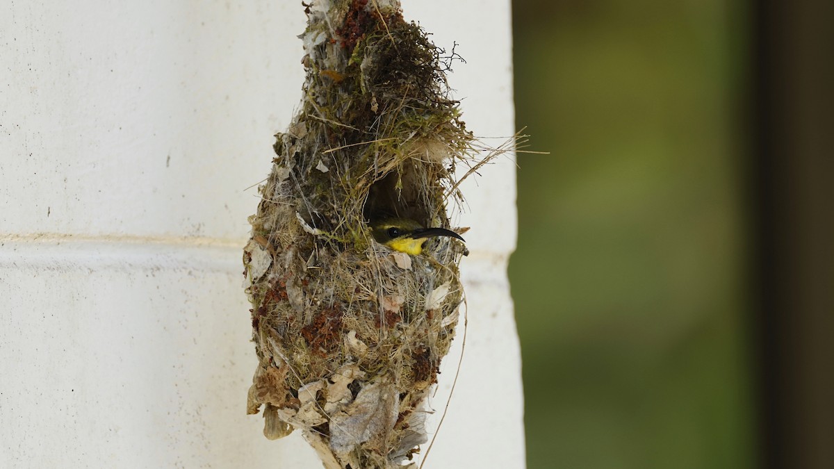 Sahul Sunbird - ML642003696