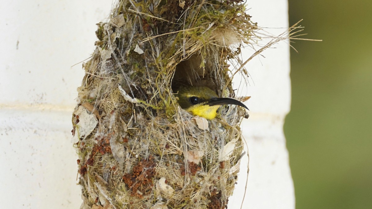 Sahul Sunbird - ML642003697