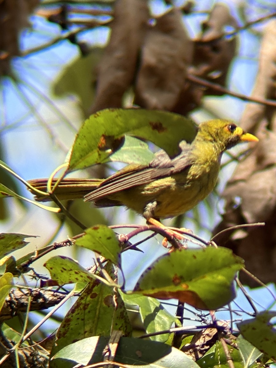 Bell Miner - ML642003714