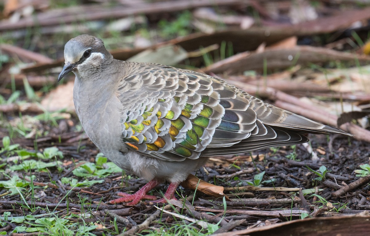 Common Bronzewing - ML642003732