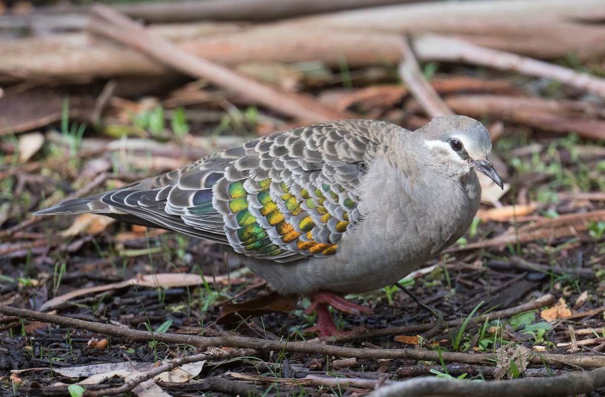 Common Bronzewing - ML642003738