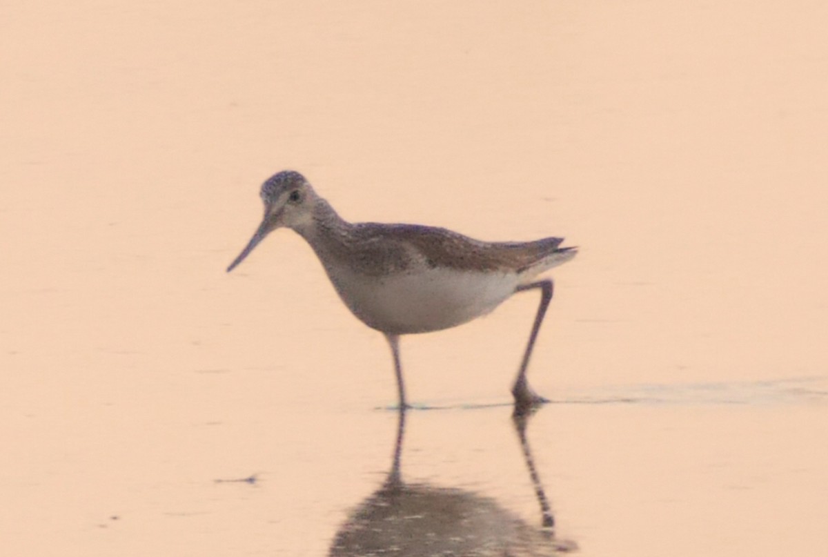 gluttsnipe - ML642003759
