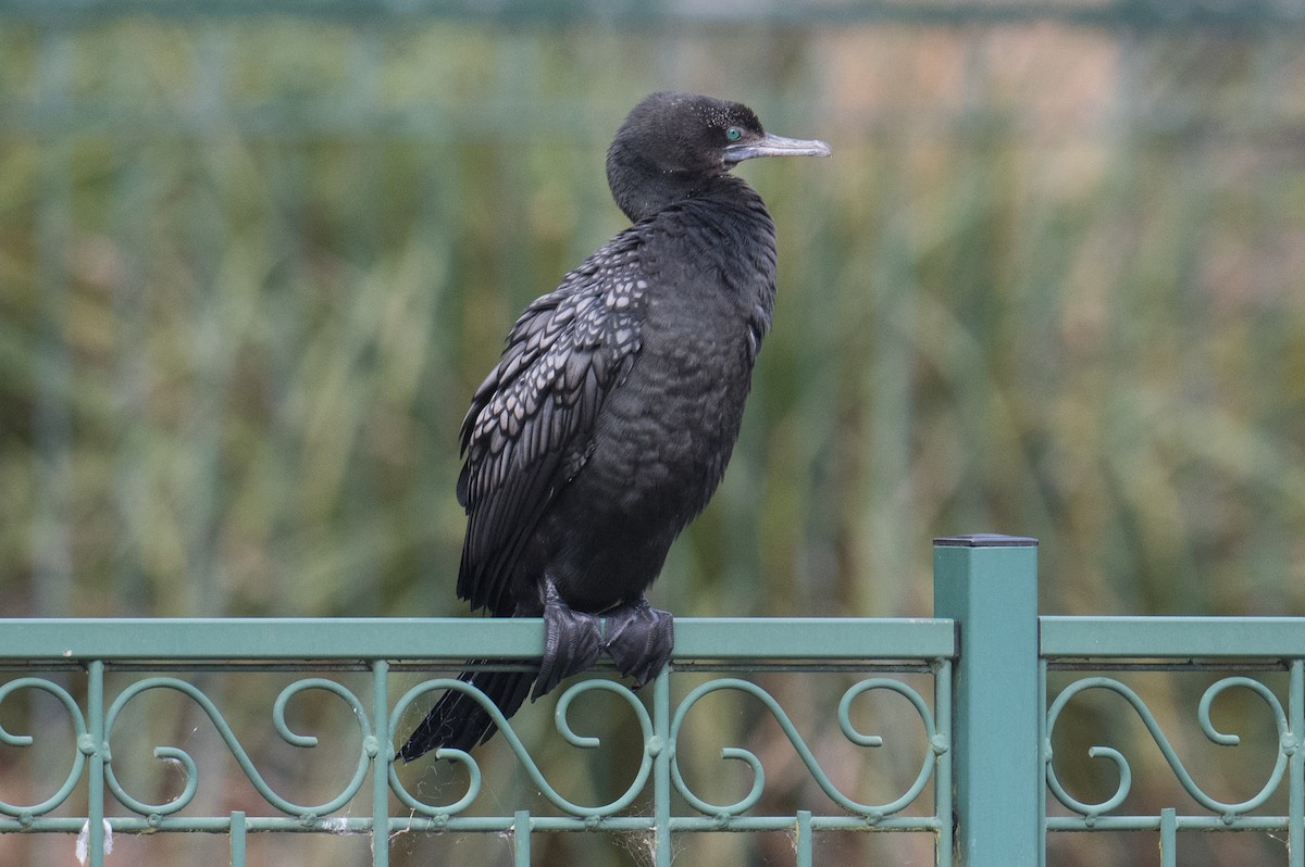 Cormoran noir - ML642003763