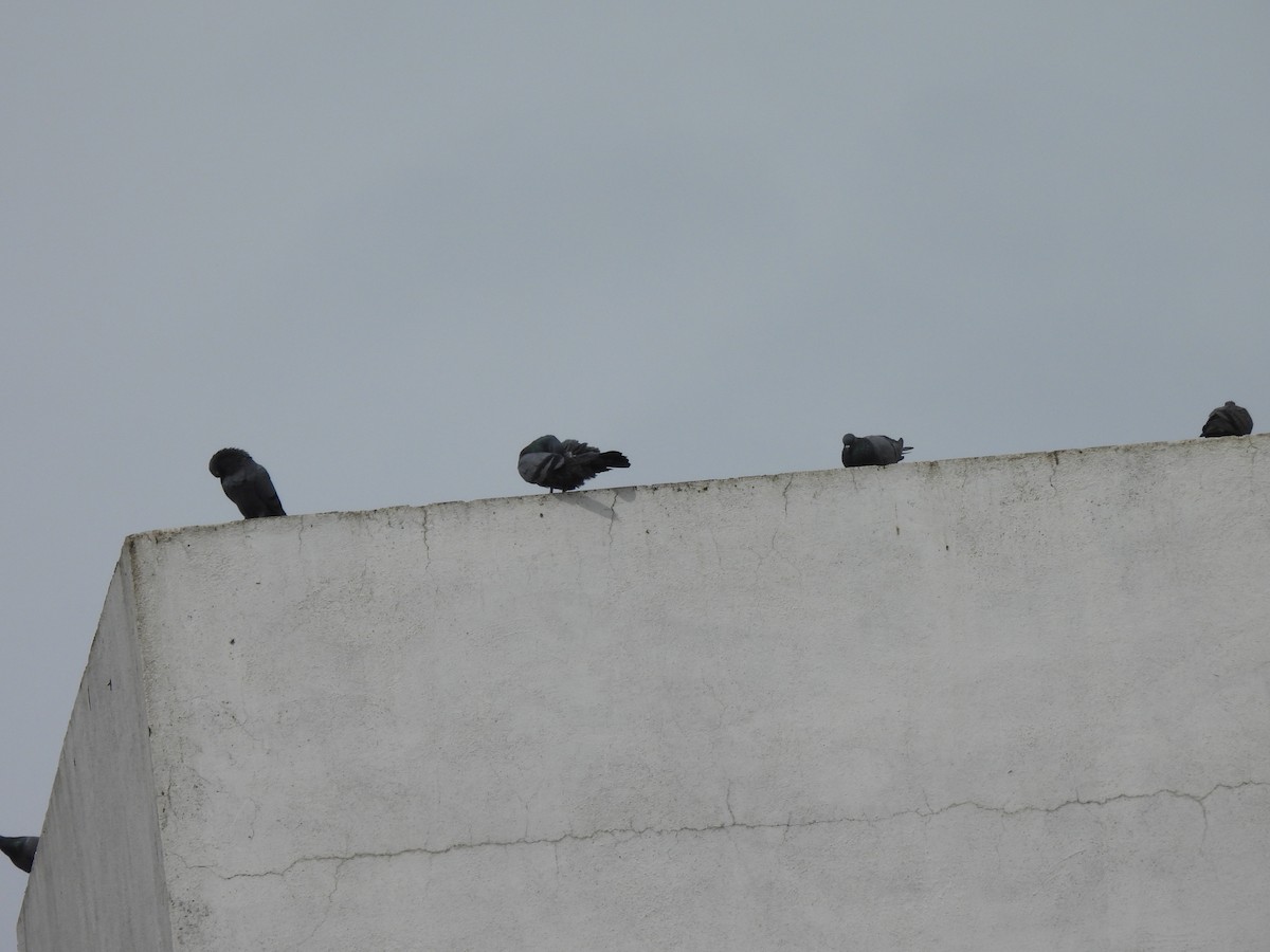 Rock Pigeon (Feral Pigeon) - ML642003780