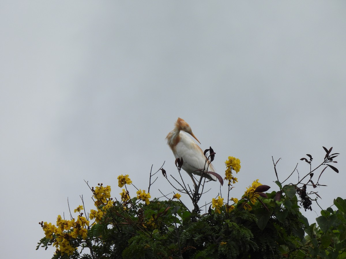 Eastern Cattle-Egret - ML642003785