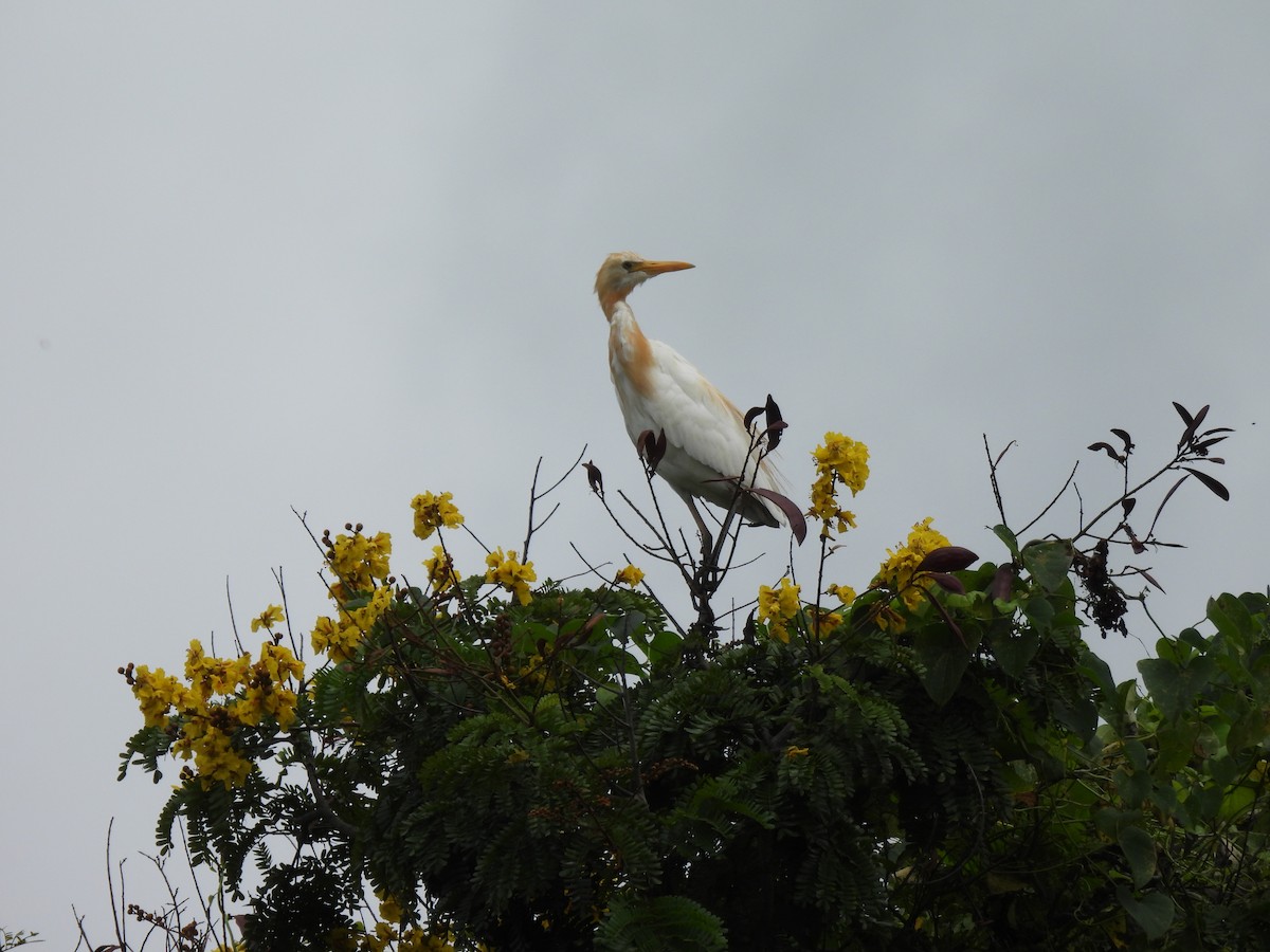 Eastern Cattle-Egret - ML642003786