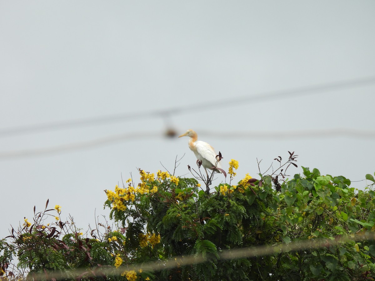Eastern Cattle-Egret - ML642003787