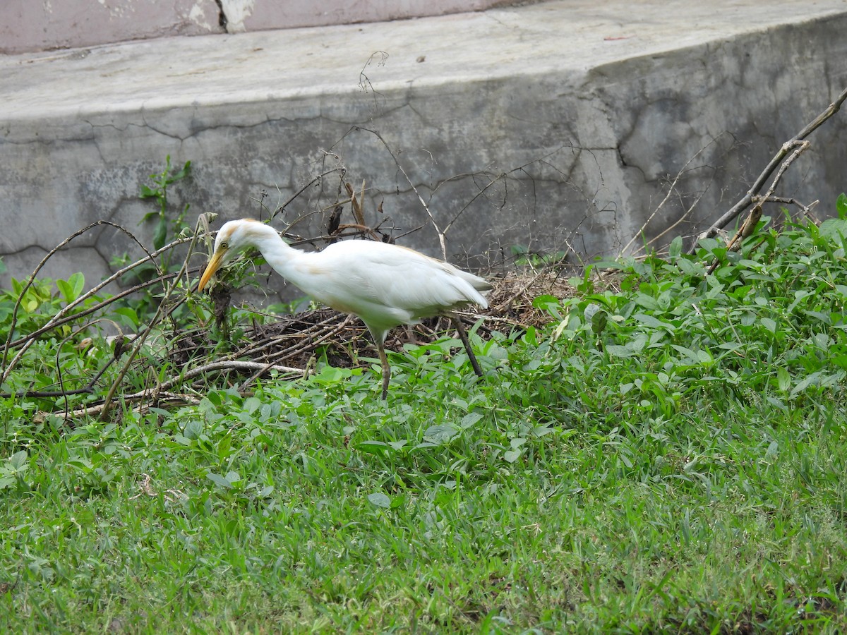 Eastern Cattle-Egret - ML642003788