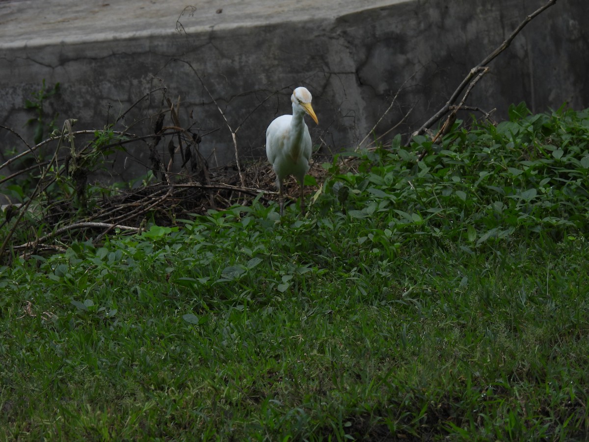 Eastern Cattle-Egret - ML642003789
