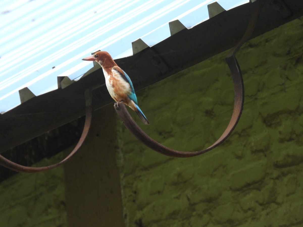 White-throated Kingfisher - ML642003791