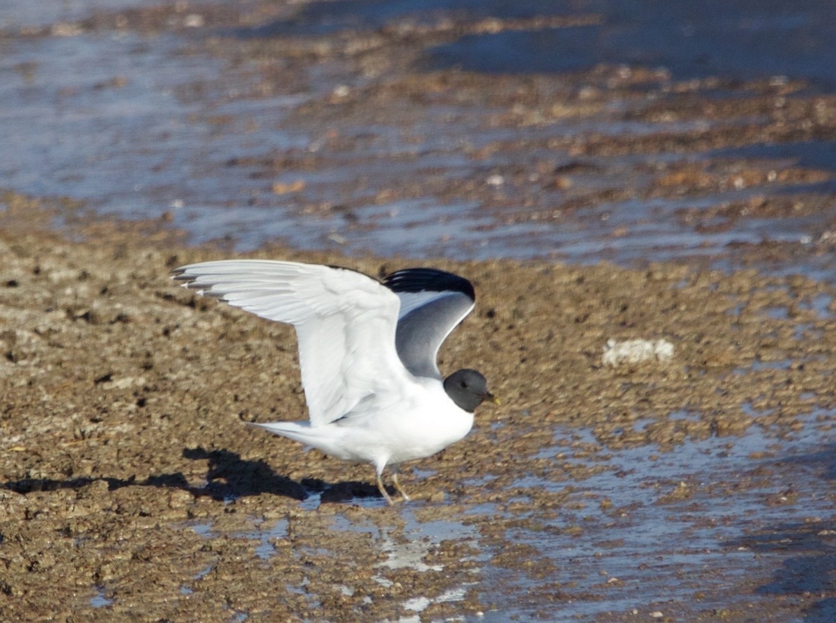 Mouette de Sabine - ML642003792