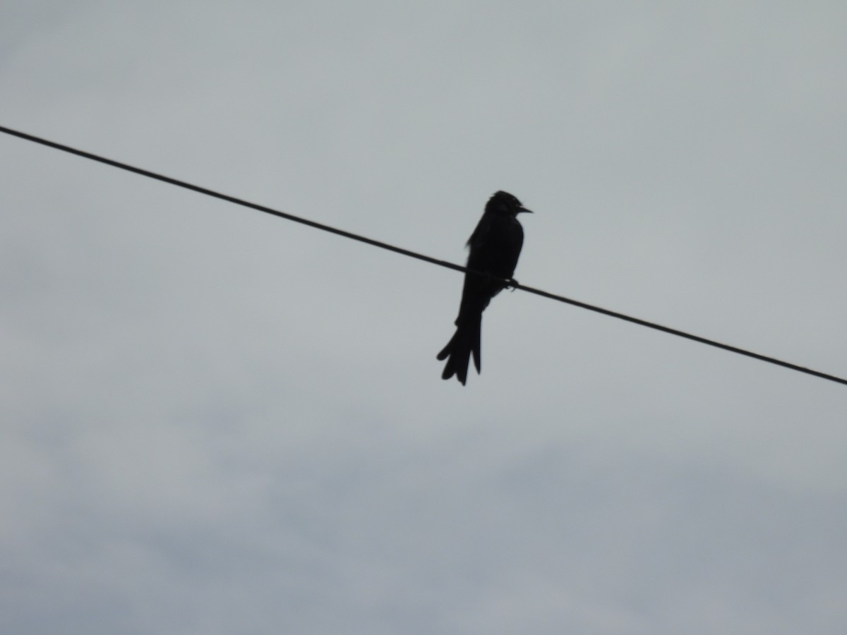 Black Drongo - ML642003794