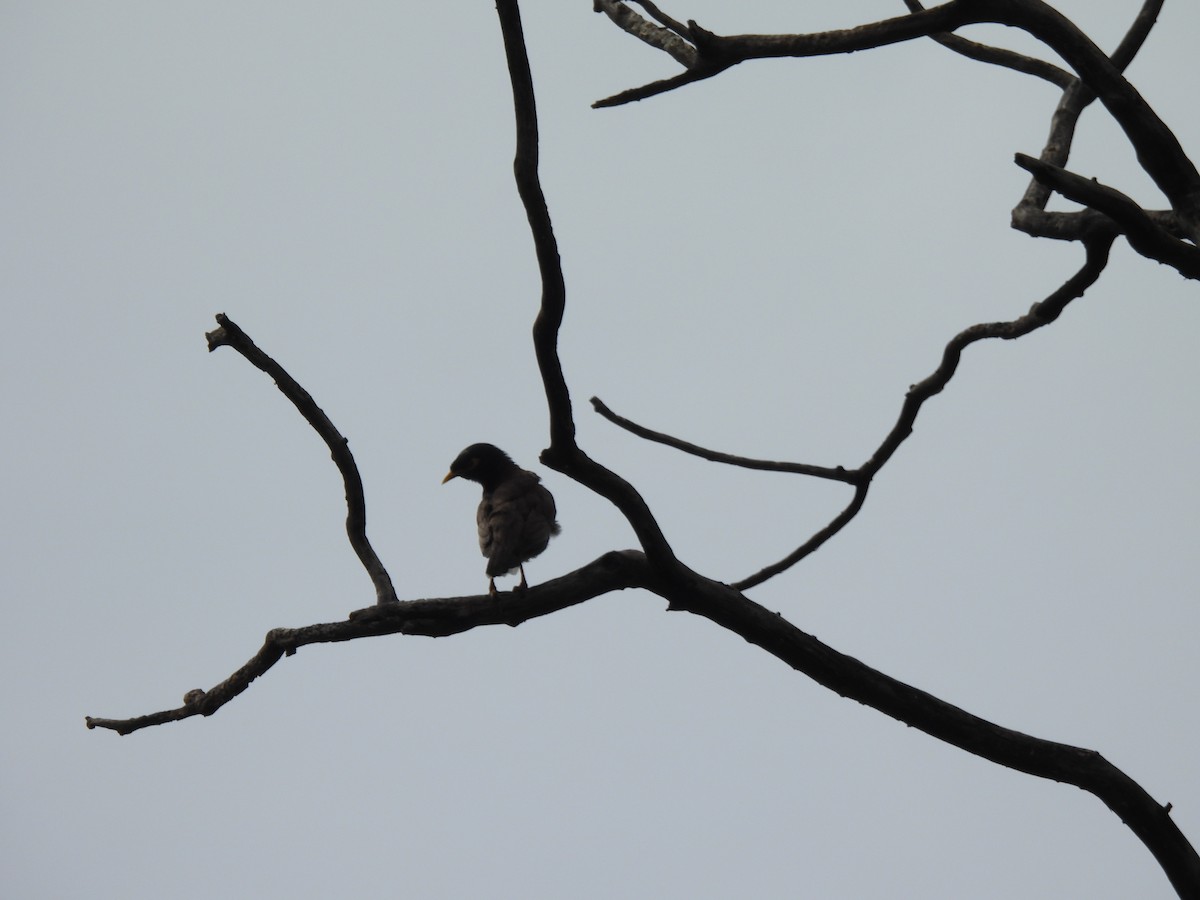 Common Myna - ML642003797