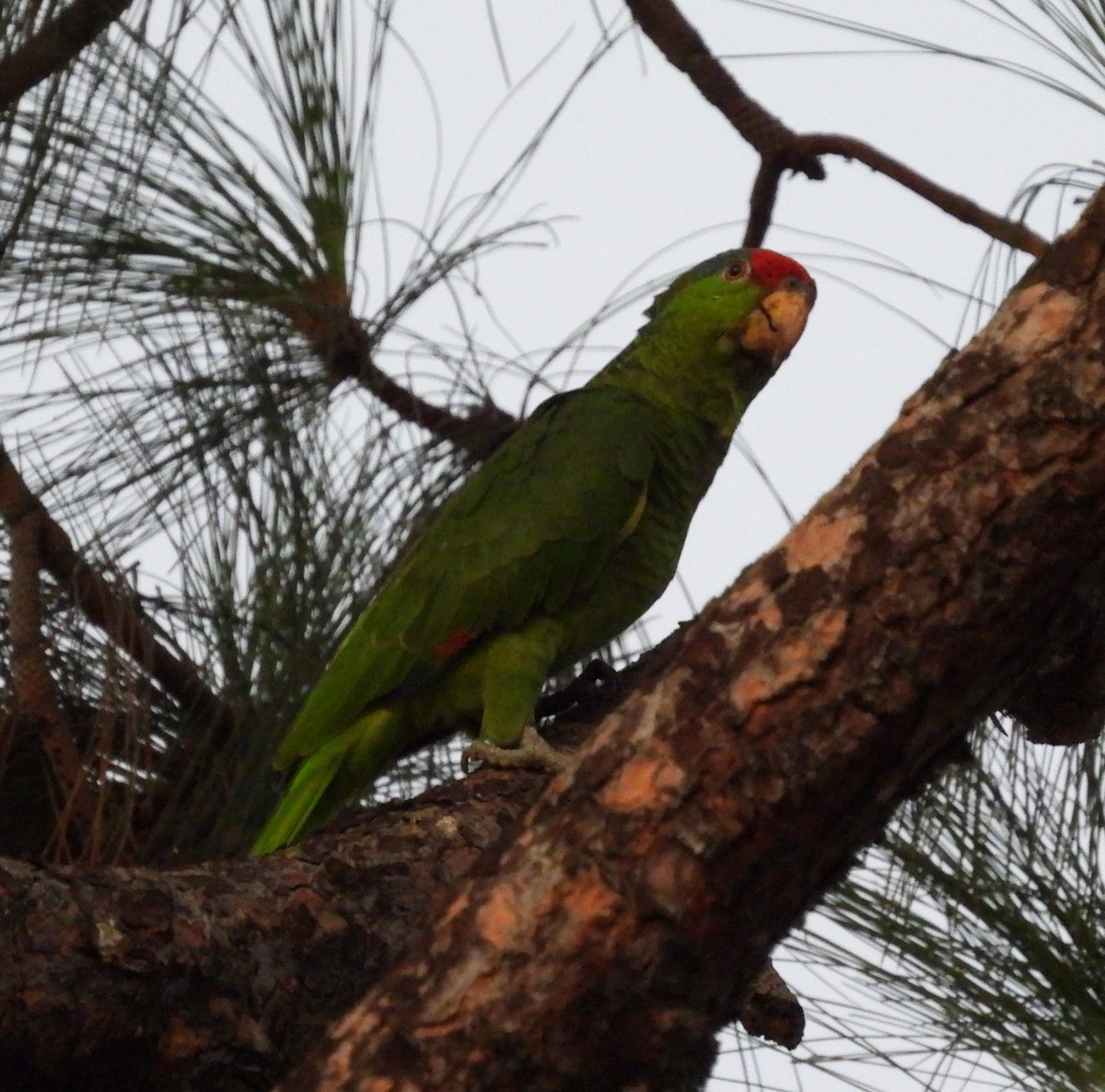 メキシコアカボウシインコ - ML642003801