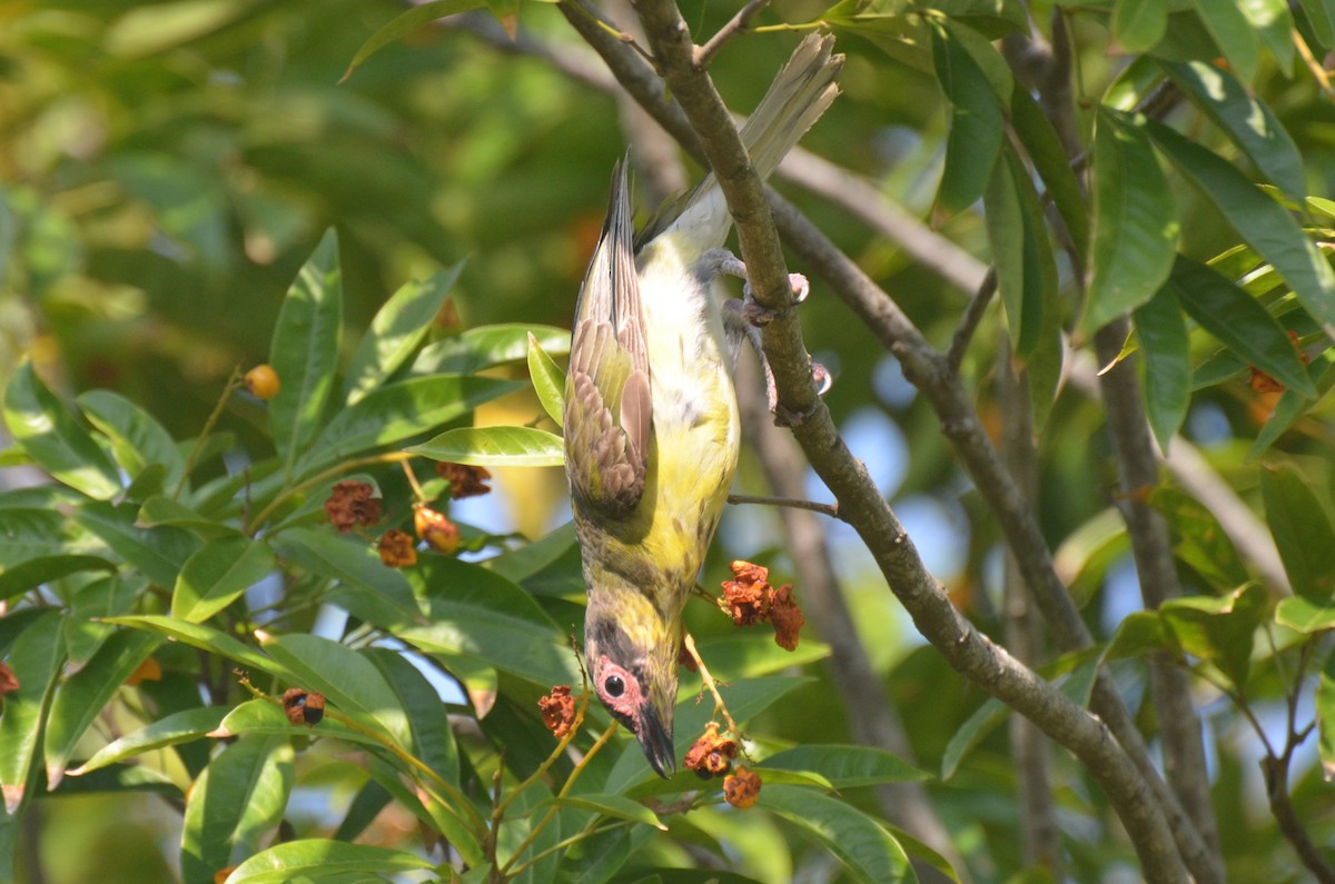 Australasian Figbird - ML642003804