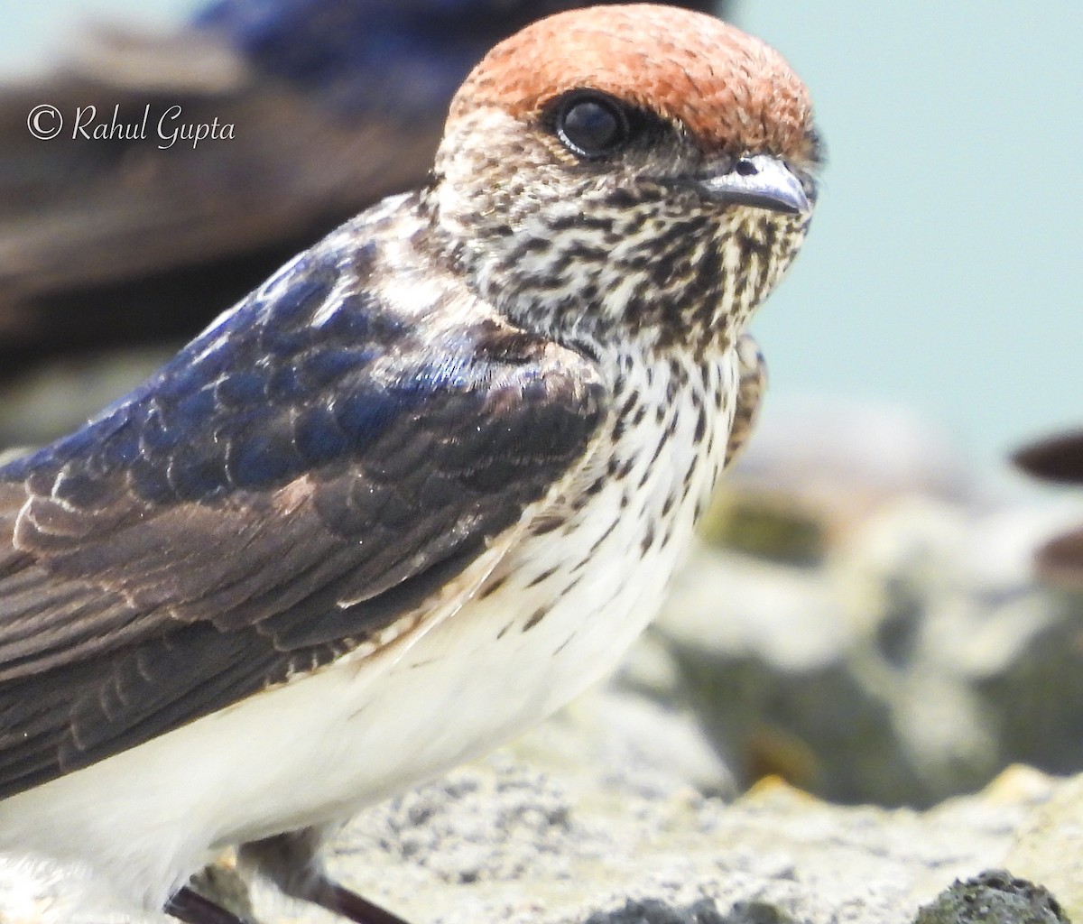 Streak-throated Swallow - ML642003806