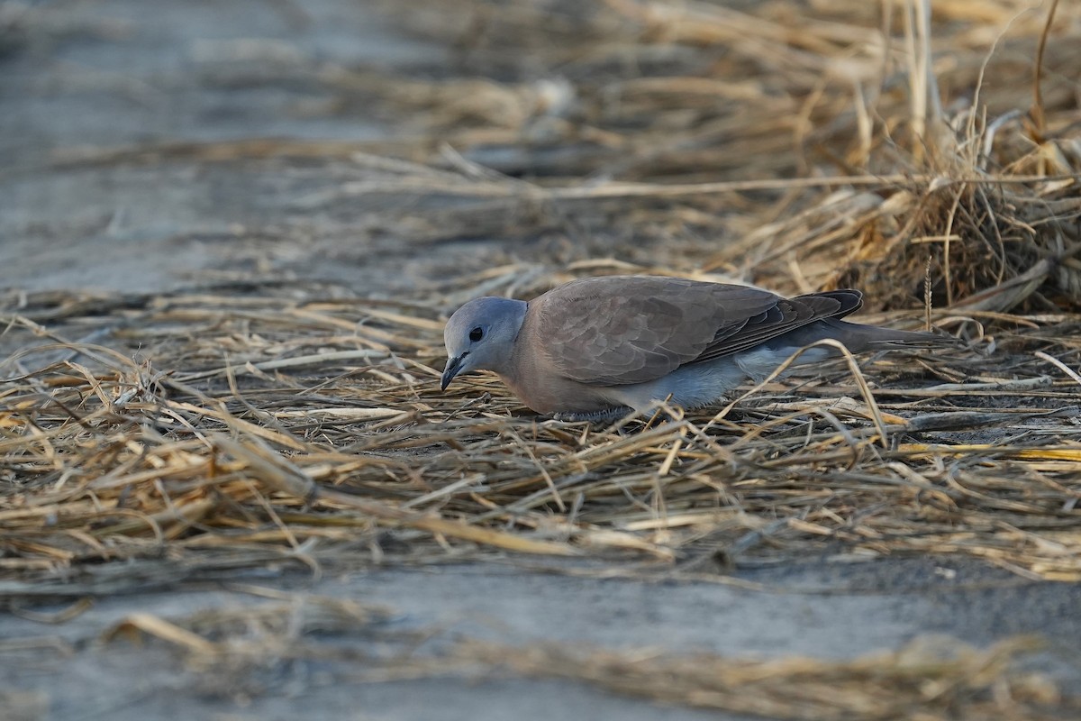 Usapal burugrisa - ML642003811