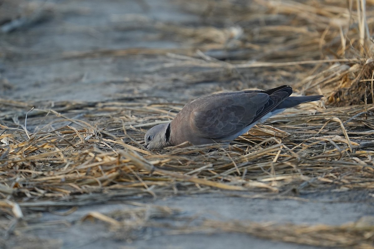 Red Collared-Dove - ML642003812