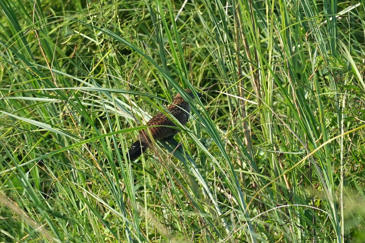 Lesser Coucal - ML642003814