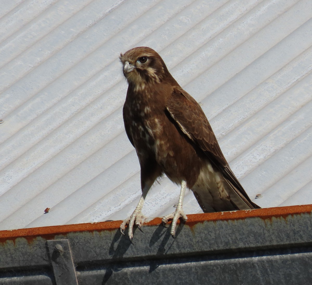 Brown Falcon - ML642003815
