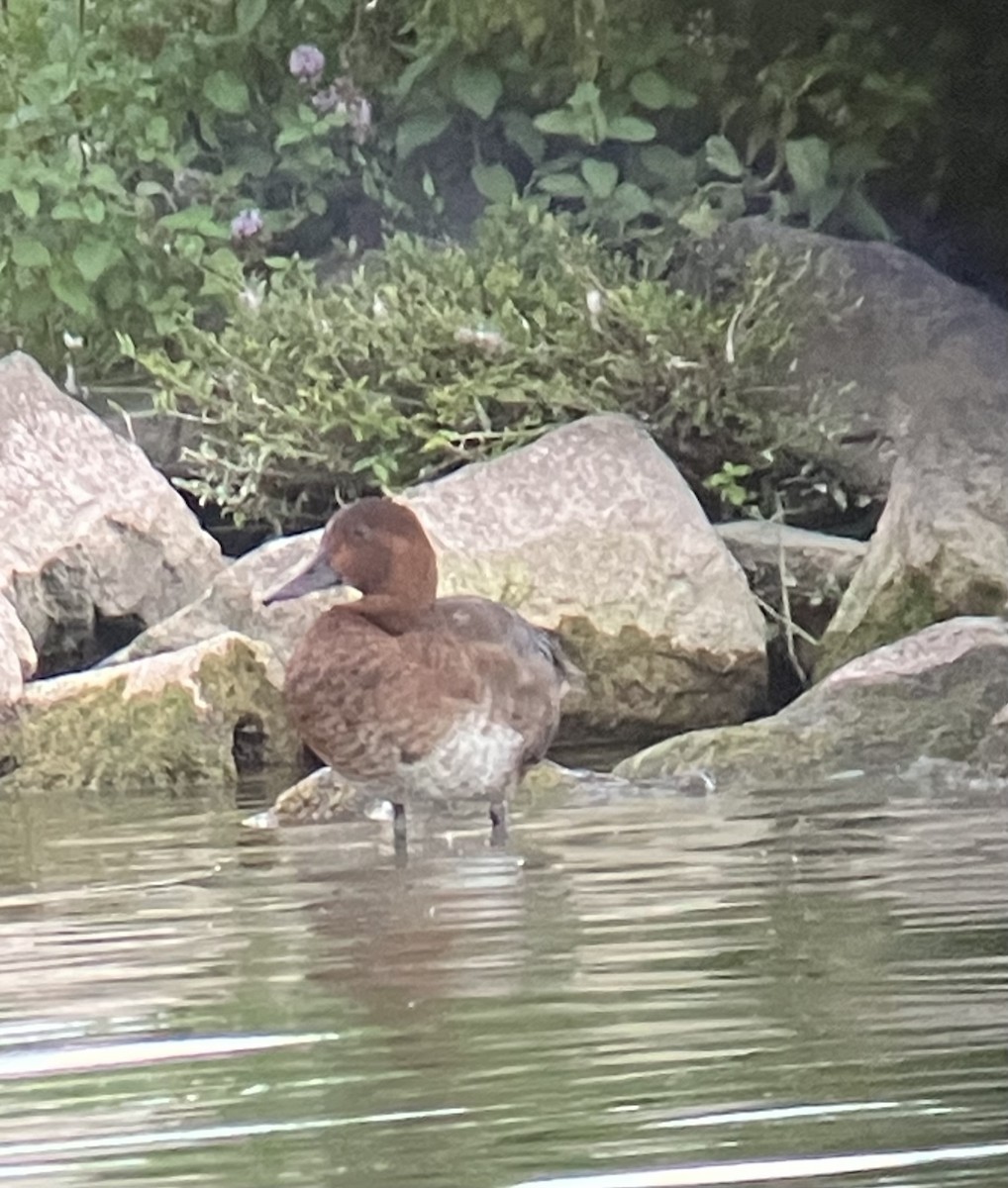Common Pochard - ML642003816