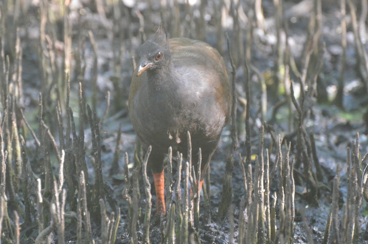 Orange-footed Megapode - ML642003817