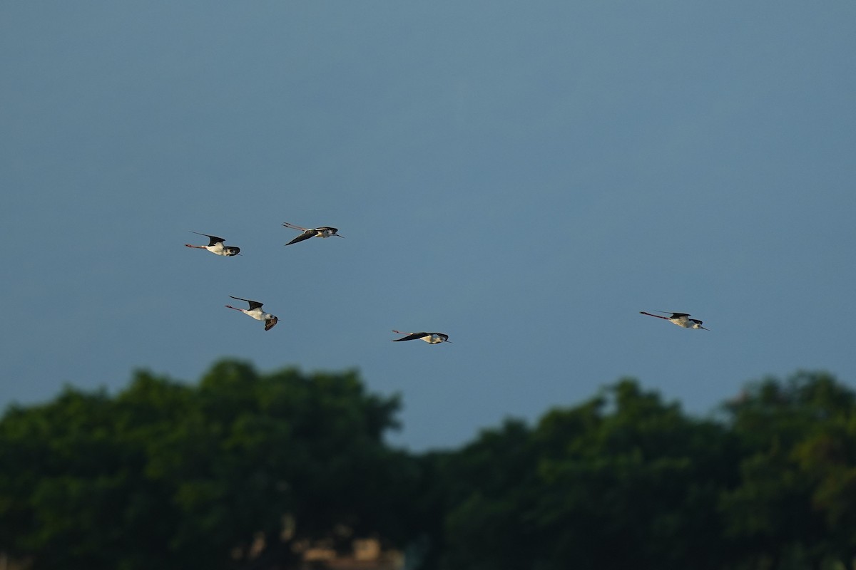 Black-winged Stilt - ML642003818