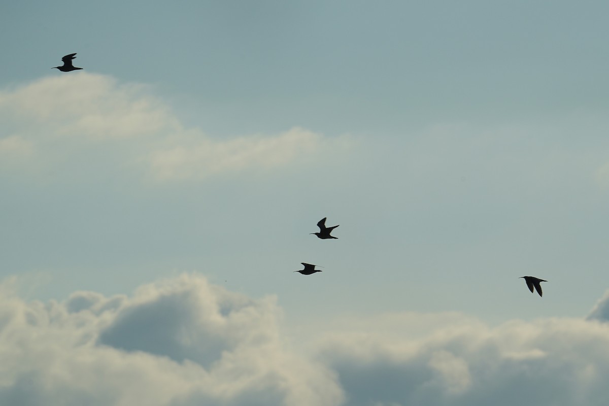 Little Curlew - ML642003820