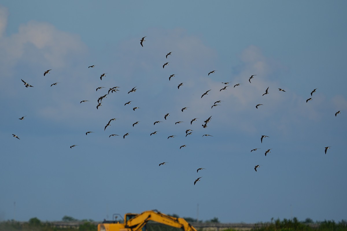 Oriental Pratincole - ML642003821